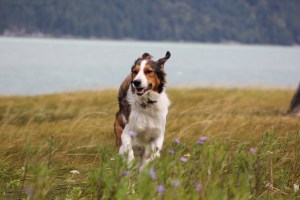 Chai frolicking near seals